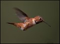 _8SB8678 rufous hummingbird